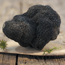 Les Truffes Noires du Périgord Brossées 1er choix - 15g - WFQ